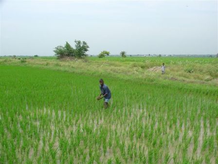 rice field
