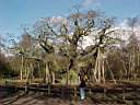 sherwood-major_oak.jpg